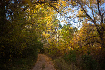 autumn leaves in the forest