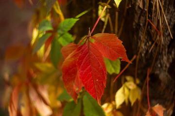 autumn leaves in the forest