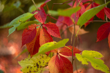 autumn leaves in the forest