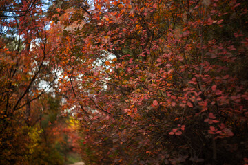 autumn leaves in the forest