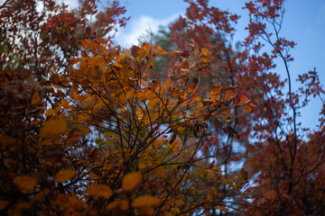 autumn leaves in the forest