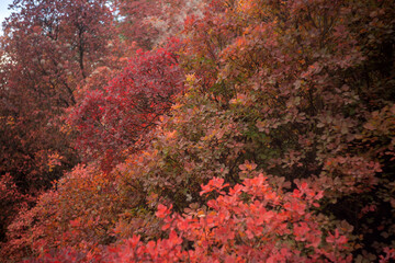 autumn leaves in the forest