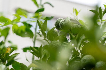 フレッシュな青いゆずとみずみずしい葉