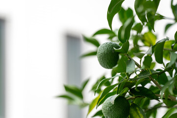 フレッシュな青いゆずとみずみずしい葉