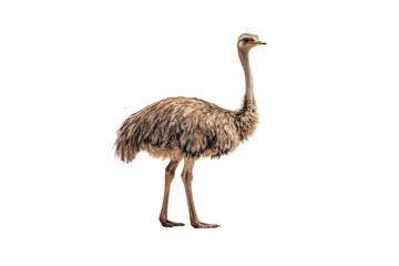 Emu with brown feathers long neck and legs standing in profile displaying natural plumage and characteristic ratite bird appearance, isolated on a transparent background