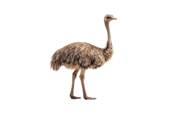 Emu with brown feathers long neck and legs standing in profile displaying natural plumage and characteristic ratite bird appearance, isolated on a transparent background