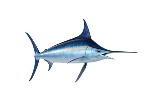 Blue marlin fish with pointed rostrum, streamlined body, deep blue upper body, silvery sides, isolated on a transparent background
