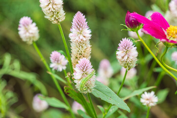 Fototapeta premium ピンク色のノゲイトウの花にいる緑色の青虫（芋虫）のクローズアップ