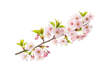 Pale pink cherry blossom spray with unopened buds and young spring foliage, isolated on a transparent background