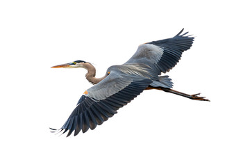 Obraz premium Great blue heron in flight with massive wingspan spread wide, neck extended forward gracefully, isolated on a transparent background