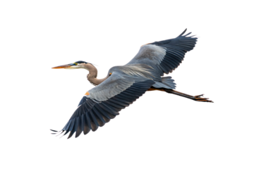 Great blue heron in flight with massive wingspan spread wide, neck extended forward gracefully, isolated on a transparent background