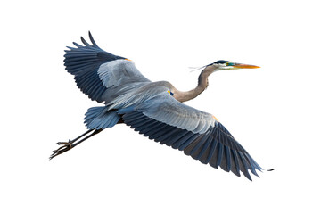 Fototapeta premium Great blue heron gliding through air with wings fully extended, long neck curved, isolated on a transparent background