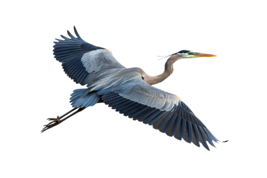 Great blue heron gliding through air with wings fully extended, long neck curved, isolated on a transparent background