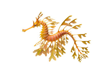 Obraz premium Ornate seahorse with fan-like fins in warm golden orange tones and striped body, isolated on a transparent background
