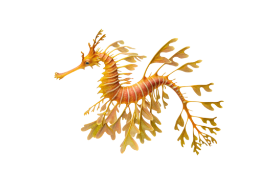 Ornate seahorse with fan-like fins in warm golden orange tones and striped body, isolated on a transparent background