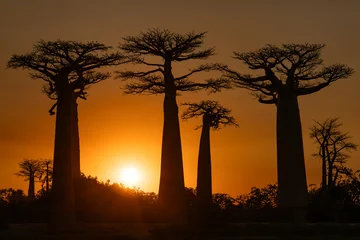 Fotobehang Baobab Beautiful sunset with baobab trees  © Que sera sera