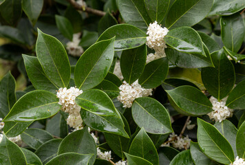 Osmanthus fragrans also known as the sweet osmanthus, sweet olive, tea olive, and fragrant olive