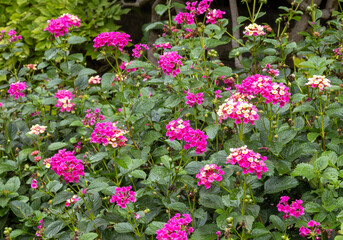 A multi colored Lantana camara also known as common lantana  is a species of flowering plant native to the American tropics
