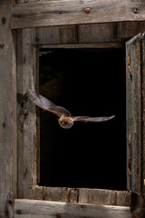 Rhinolophus hipposideros (lesser horseshoe bat) extremely endangered species - stock photo