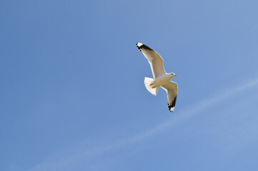 möve, himmel, gull, fliege, blau, fliegen, fliegender, meer, tier, natur, flügel, schweben, weiß, freiheit, wild lebende tiere, feather, luft, wild, schnabel