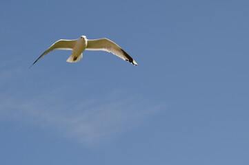 möve, himmel, gull, fliege, blau, fliegen, fliegender, meer, tier, natur, flügel, schweben, weiß, freiheit, wild lebende tiere, feather, luft, wild, schnabel