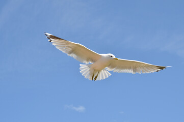 möve, himmel, gull, fliege, blau, fliegen, fliegender, meer, tier, natur, flügel, schweben, weiß, freiheit, wild lebende tiere, feather, luft, wild, schnabel