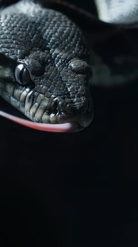 Macro slow-motion video of a snake's forked tongue flicking, sensing its environment. Glistening scales on a dark background