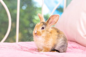 Naklejka premium Baby bunny easter rabbit relaxing in living room with flowers garden bokeh background. Fluffy baby rabbit, lovely mammal with beautiful bright eyes in nature life. Animal easter symbol concept.