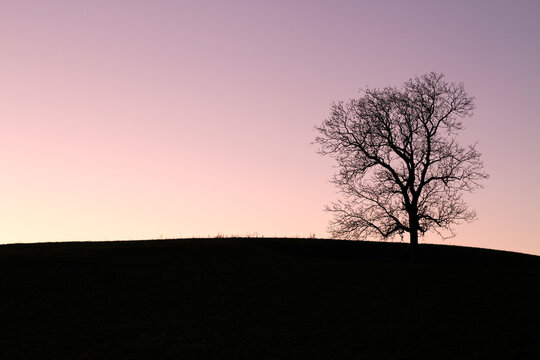 Abendrot Stimmung mit einem einzelnen Baum