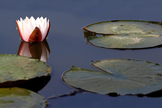 Wasserlilien mit einer Bl&uuml;te im Teich