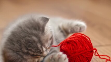 A grey kitten plays with a vibrant red ball of yarn on a wooden surface - Powered by Adobe