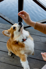 Close-up of a cute Welsh Corgi sitting next to his owner and receiving a treat during a gentle outdoor training session.