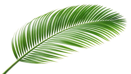 Green palm leaf frond isolated on transparent background