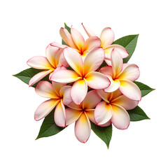 Fototapeta premium Pink White Frangipani Flowers Bouquet with Green Leaves on Transparent Background