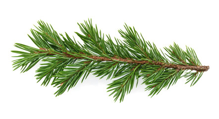 pine tree branch isolated on a transparent background ,clipping path