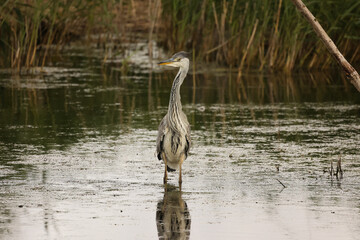 Heron standing in water