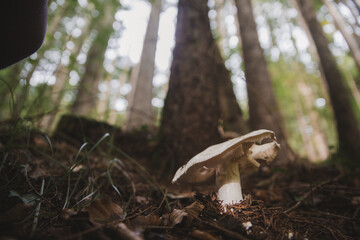 Grand champignon blanc en contre-plongée avec les arbres — perspective unique de la forêt, macro nature et jeu de lumière entre végétation et cime