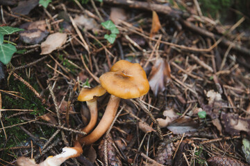 Champignons jaunes en gros plan sur sol forestier avec brindilles, ambiance automnale, textures naturelles et détails macro de la nature au sol