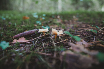 Champignons en gros plan sur sol forestier avec brindilles, ambiance automnale, textures naturelles et détails macro de la nature au sol