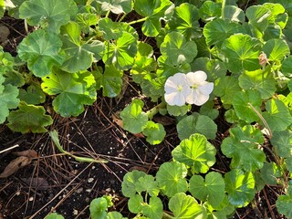 White geranium (Pelargonium × hortorum) blooming among green round leaves in sunlight. Delicate garden flower symbolizing purity and freshness, perfect for nature and botanical backgrounds.
