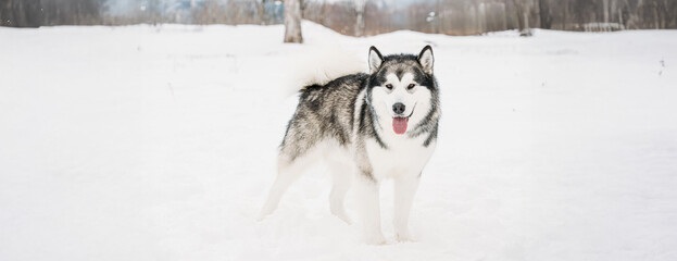 Alaskan Malamute Playing Outdoor In Snow, Winter Season. Playful Pets Outdoors