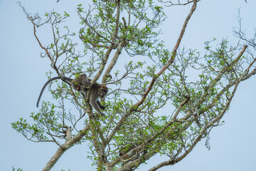 Long-tailed Macaque Climbing Through Tree Branches Against Blue Sky
