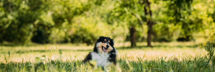 Tricolor Rough Collie Puppy, Funny Scottish Collie, Long-Haired Collie, English Collie, Lassie Dog In Green Grass