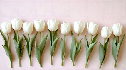 White tulips are arranged neatly in row on soft pink background, creating serene and elegant springtime scene. fresh green leaves add natural contrast to delicate white petals