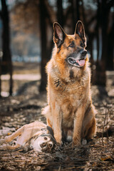 Alsatian Wolf Dog Or Black German Shepherd Dog Sit On Dry Grass In Autumn Forest. Deutscher Dog. Playful Pet Outdoors. Happy Pets Concept. Close-Up View