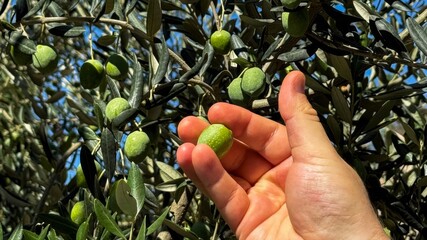 Sunlit olive harvest, Mediterranean festivities, earthy bounty in hand of Caucasian male,...