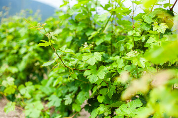 Vineyard in early summer tending to grape plants under bright sunlight
