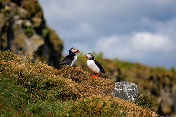Two cute puffins on the coastal cliff.