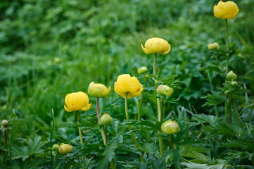 Obraz premium Spring meadow with bright yellow Trollius europaeus flowers.
