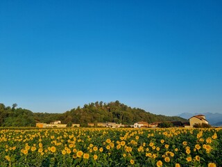 Fototapeta premium field of sunflowers